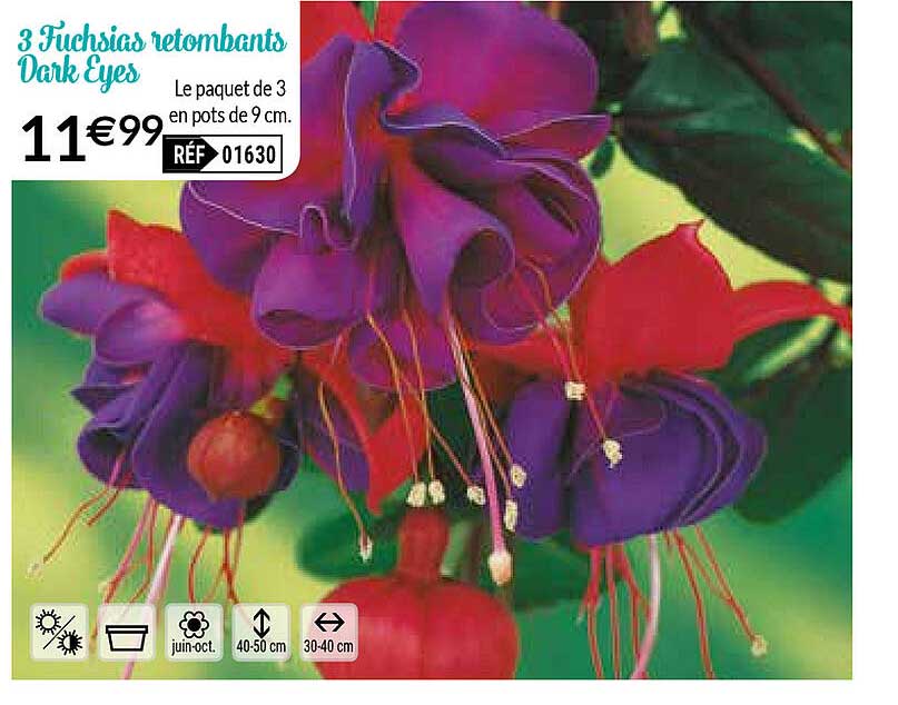 3 fuchsias retombants dark eyes