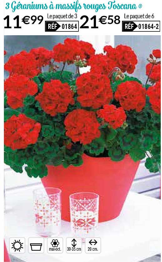 3 géraniums à massifs rouges toscana
