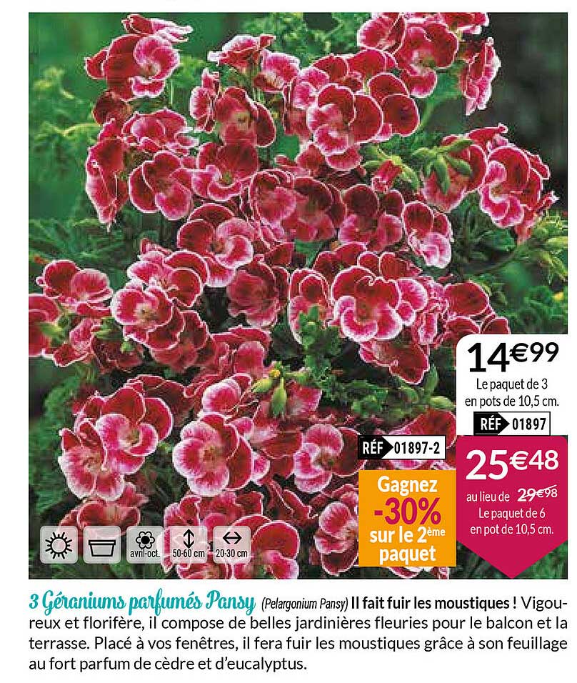 3 géraniums parfumés pansy