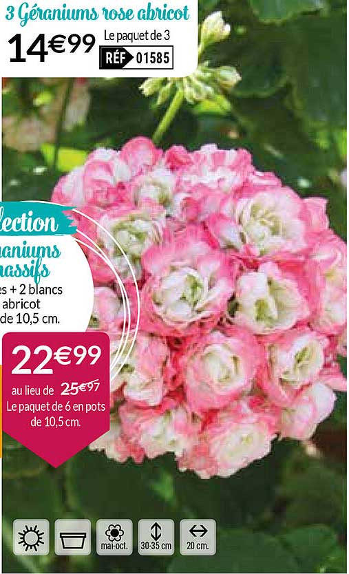 3 géraniums rose abricot