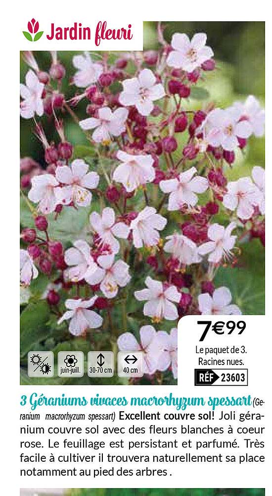 3 géraniums vivaces macrorhyzum spessart