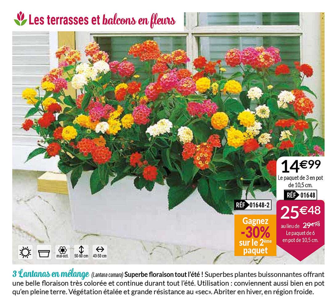 3 Lantanas En Mélange
