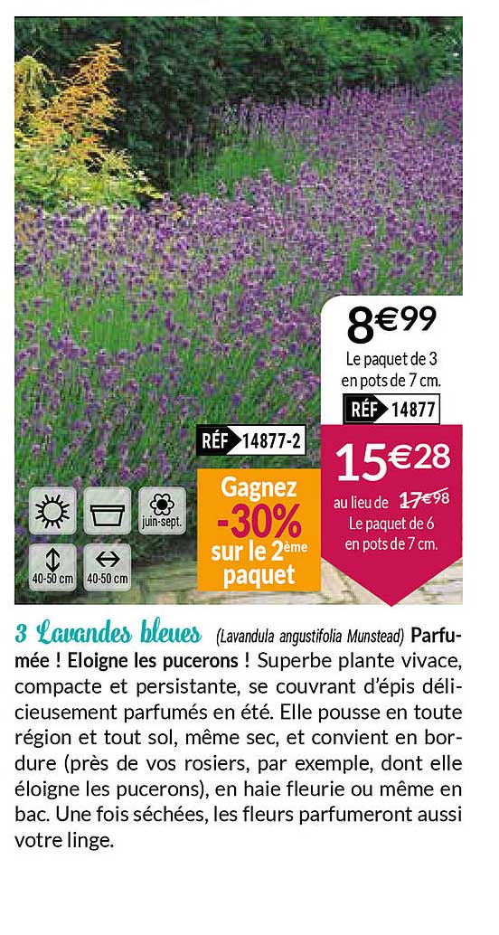 3 Lavandes Bleues