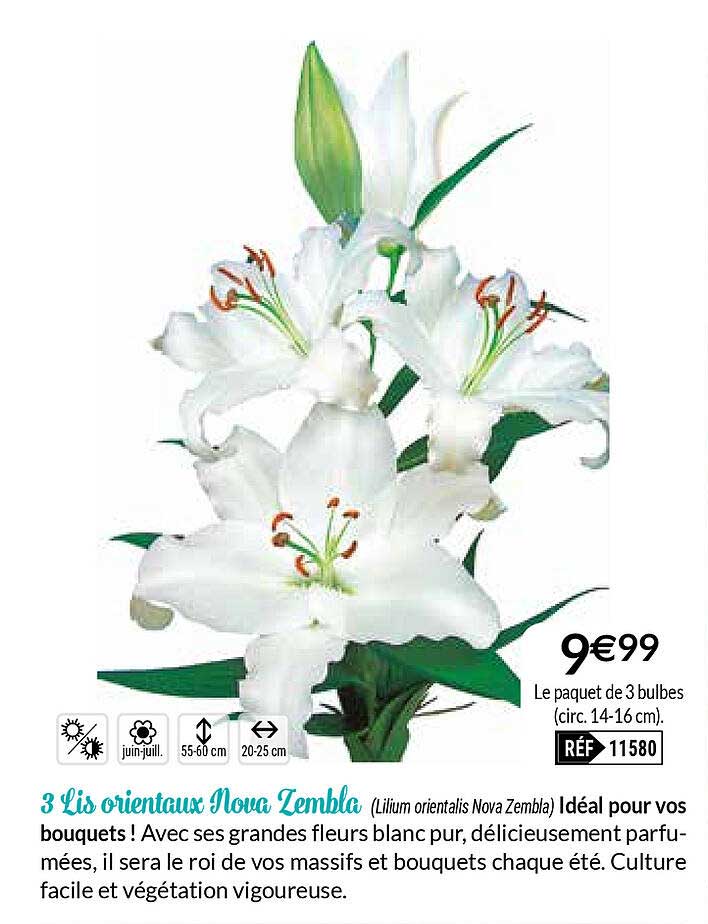 3 lis orientaux nova zembla