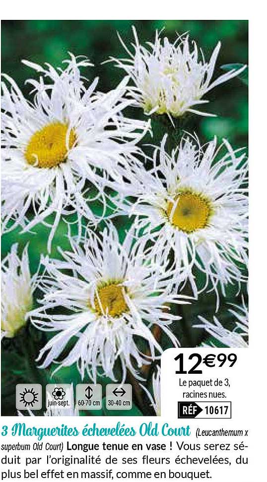 3 marguerites échevelées old court