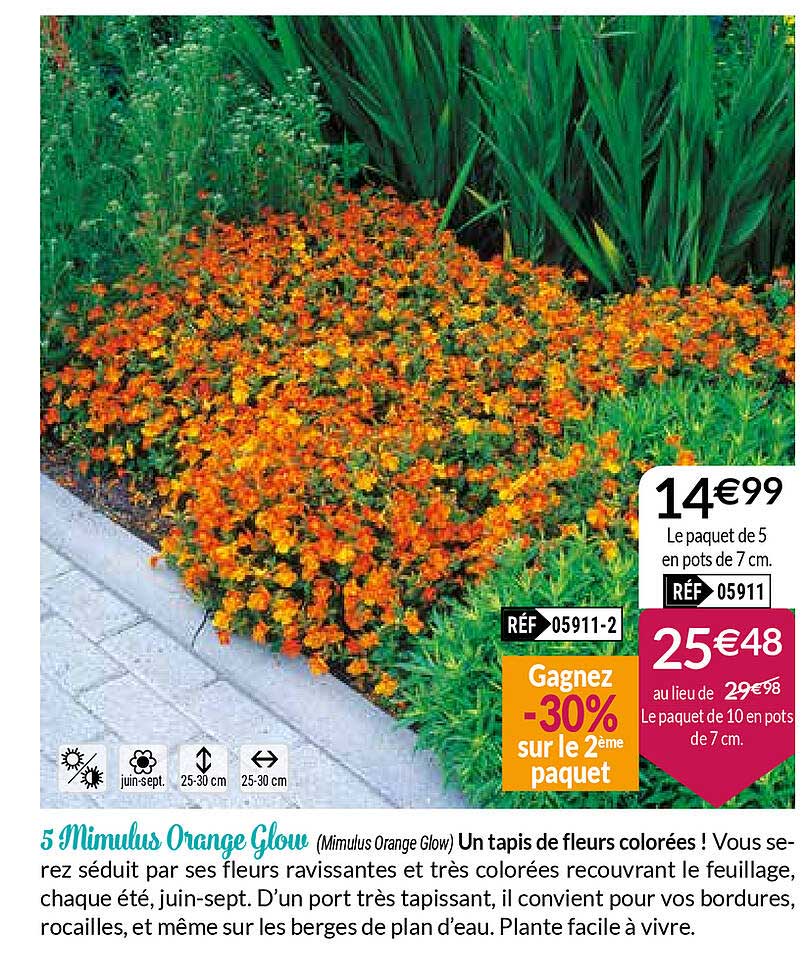 3 Mimulus Orange Glow