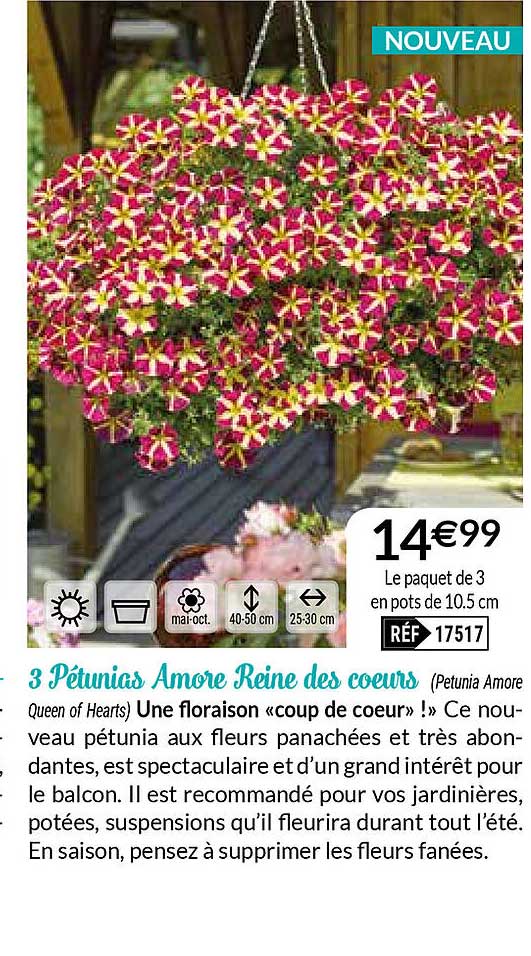 3 pétunias amore reine des cœurs
