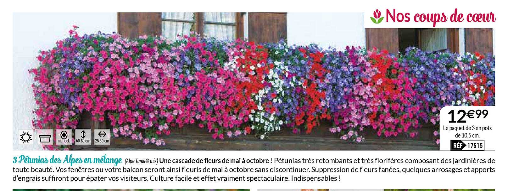 3 pétunias des alpes en mélange