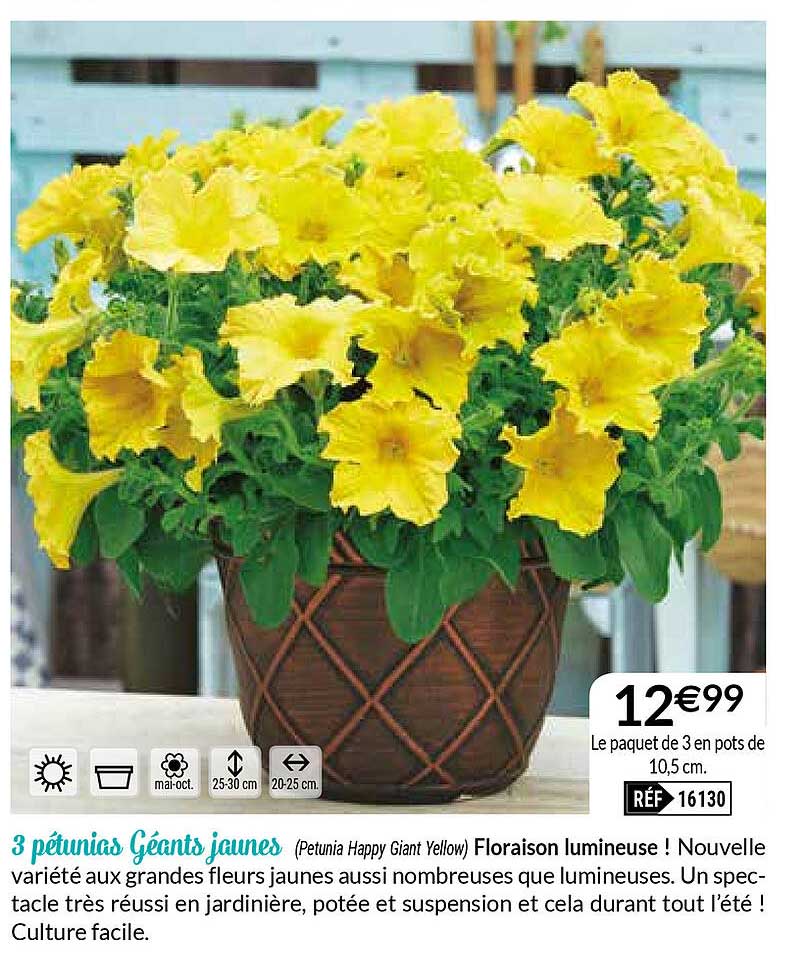 3 pétunias géants jaunes