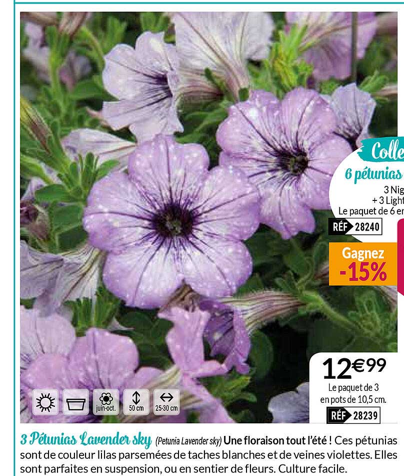 3 pétunias lavender sky