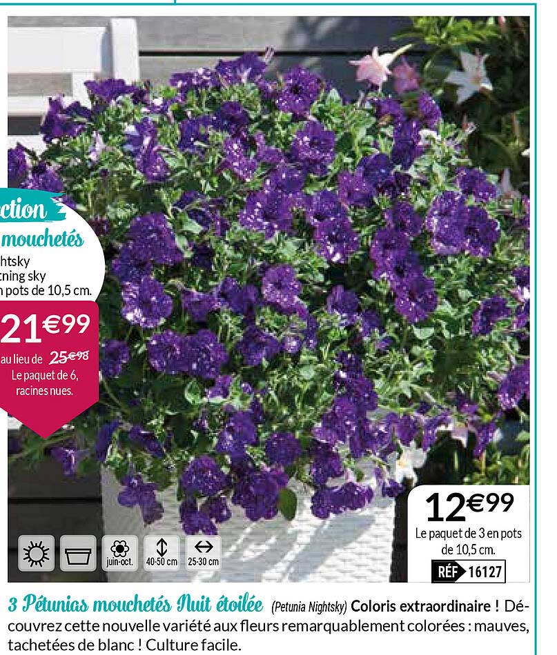 3 pétunias mouchetés nuit étoilée