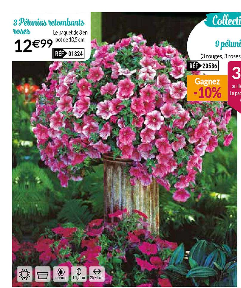 3 pétunias retombants roses