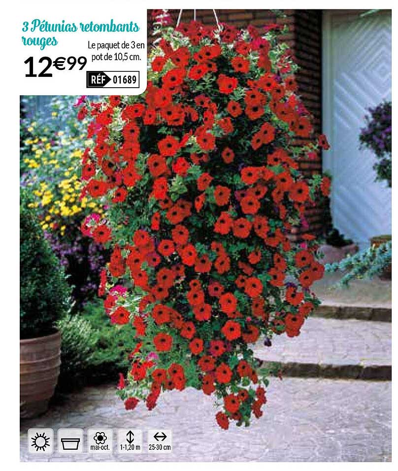 3 pétunias retombants rouges
