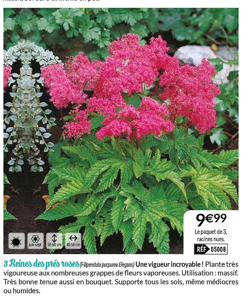 3 reines de près roses