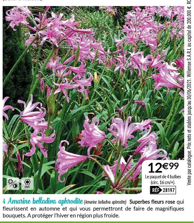 4 amarine belladiva aphrodite