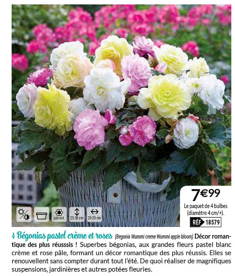 4 bégonias pastel crème et roses