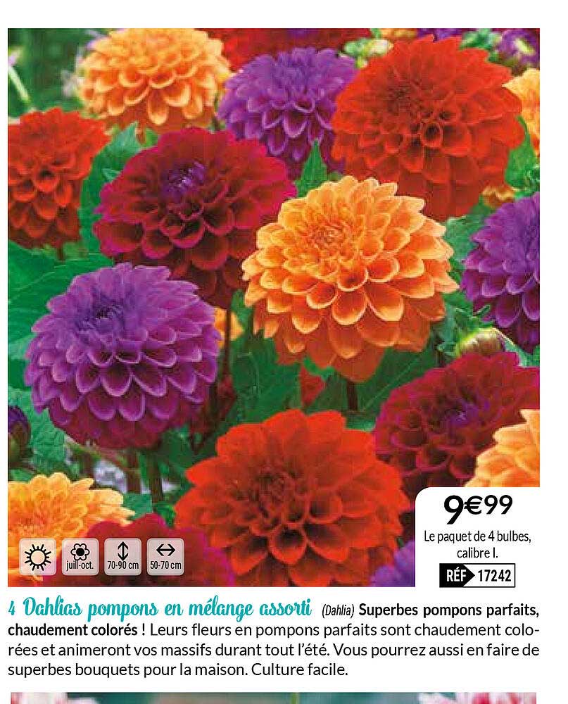 4 Dahlias Pompons En Mélange Assorti