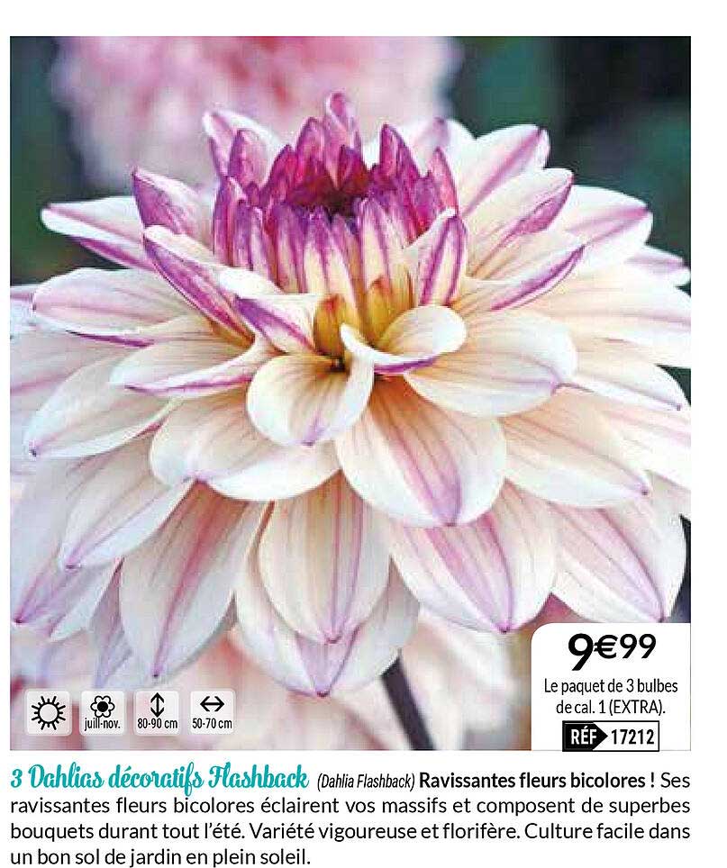 3 dahlias décoratifs flashback