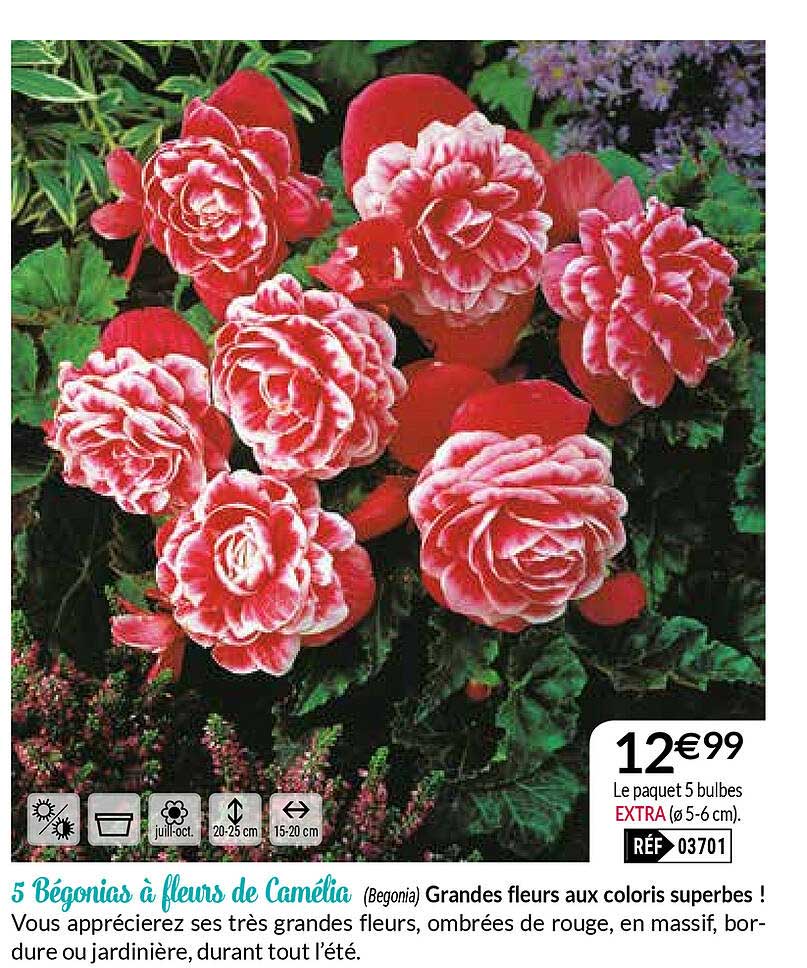 5 bégonias à fleurs de camélia