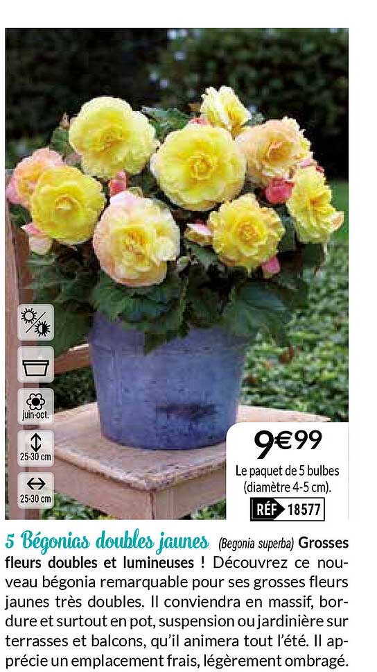 5 bégonias doubles jaunes