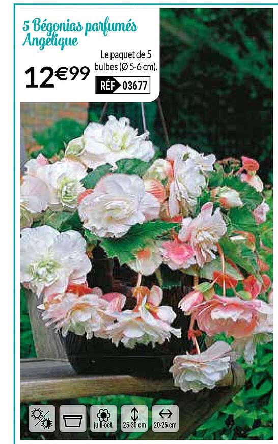 5 bégonias parfumés angelique