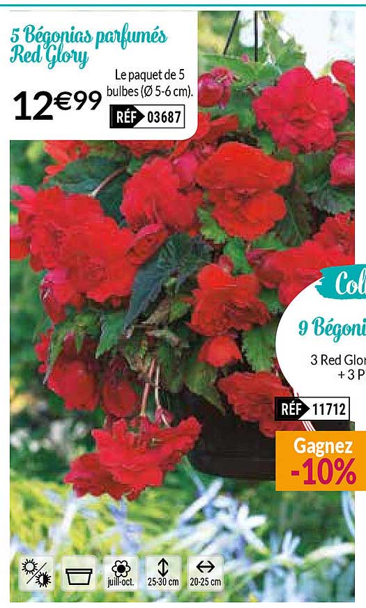 5 bégonias parfumés red glory