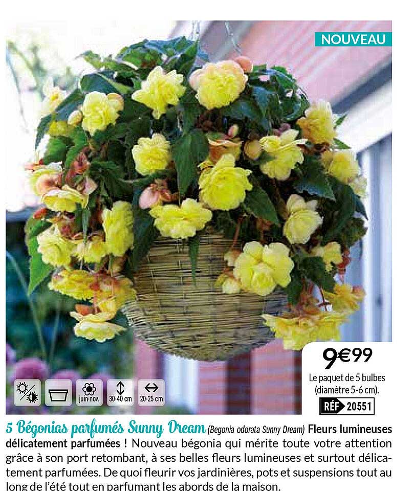 5 bégonias parfumés sunny dream