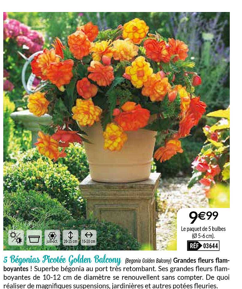 5 bégonias picotée golden balcony