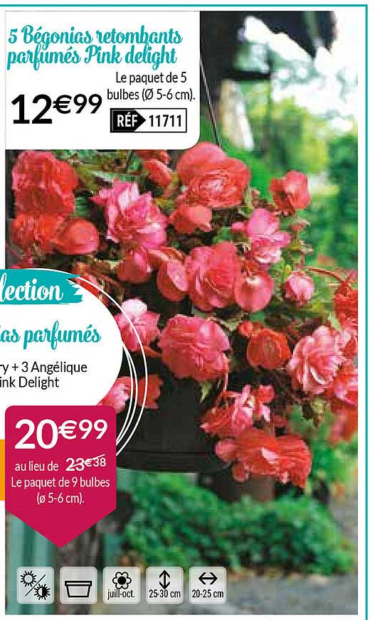 5 bégonias retombants parfumés pink delight