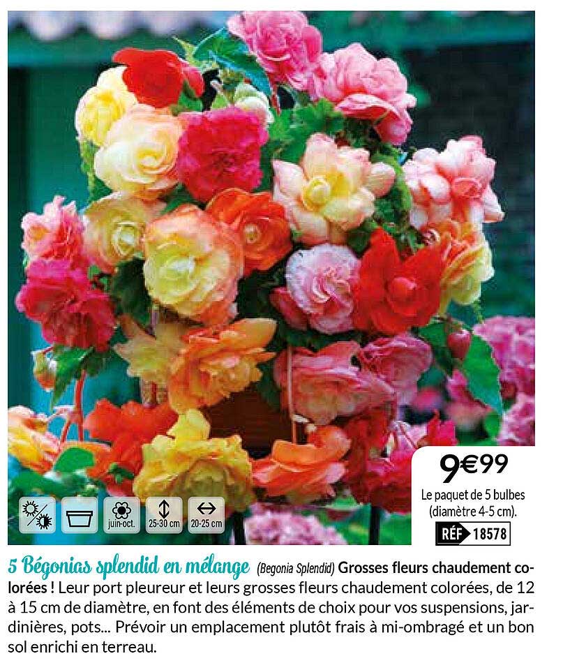 5 Bégonias Splendid En Mélange