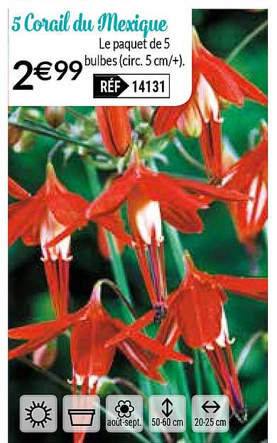 5 corail du mexique