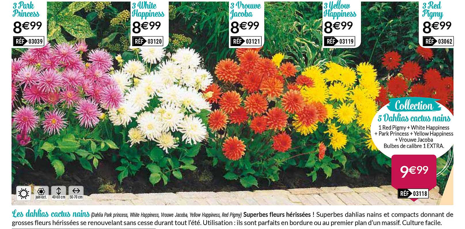 5 dahlias cactus nains