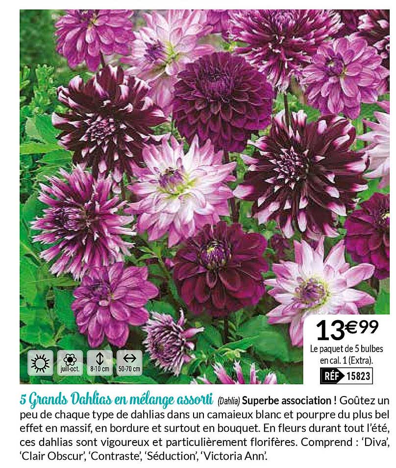 5 Grands Dahlias En Mélange Assorti