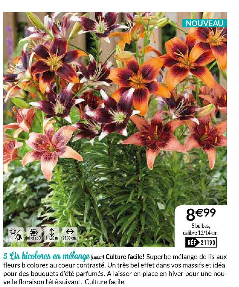 5 Lis Bicolores En Mélange