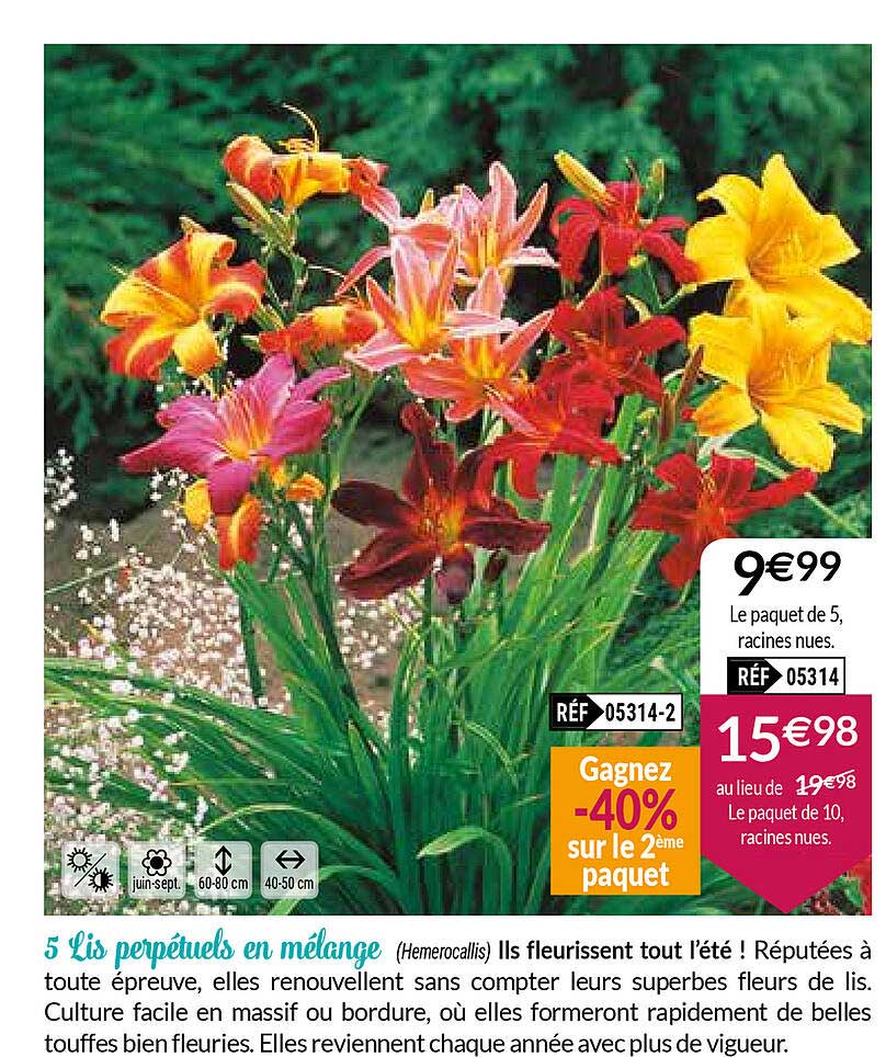 5 lis perpétuels en mélange