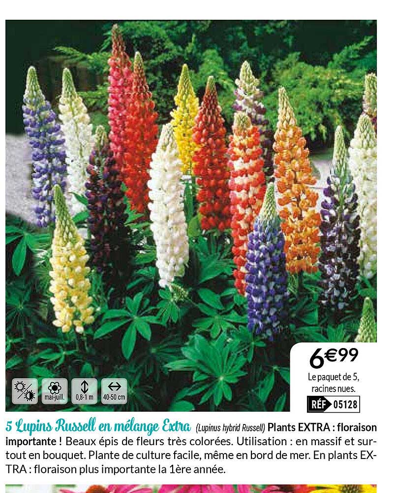 5 lupins russell en mélange extra