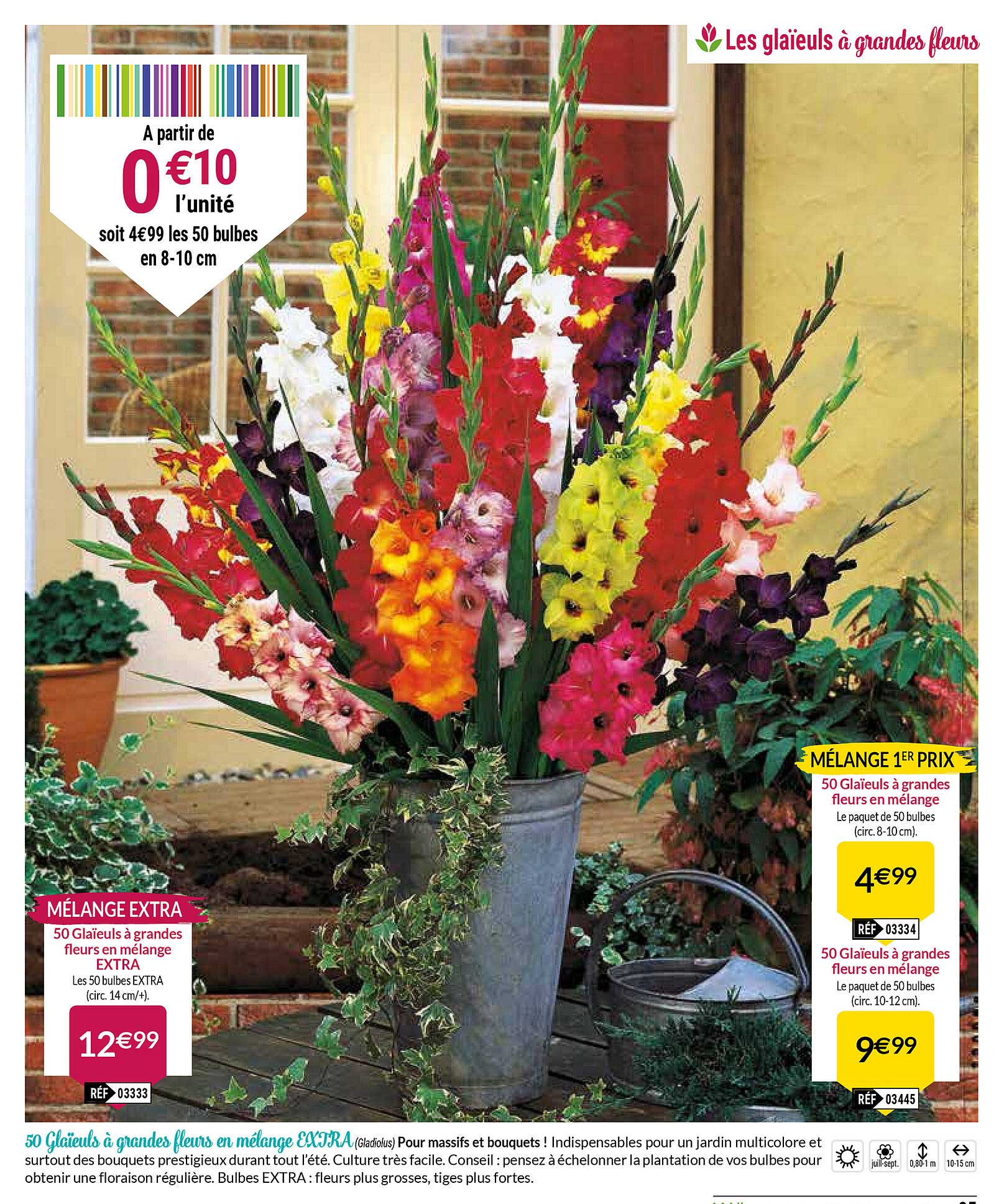 50 glaïeuls à grandes fleurs en mélange extra