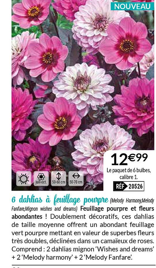 6 dahlias à feuillage pourpre