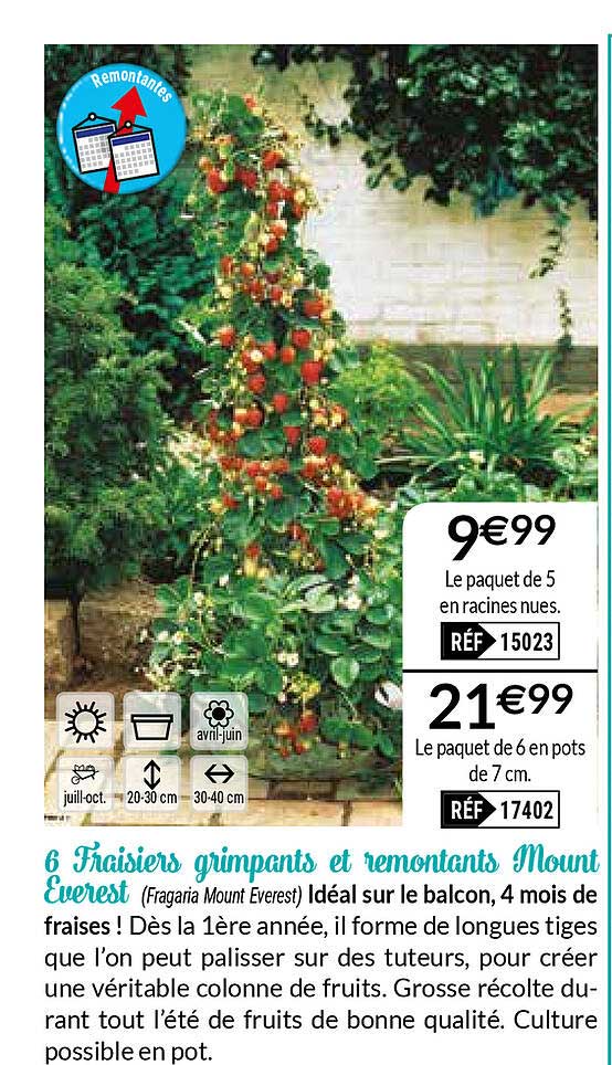 6 fraisiers grimpants et remontants mount everest