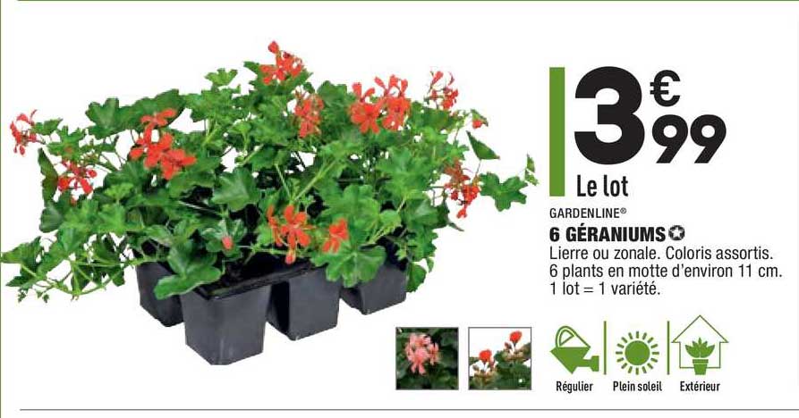 6 Géraniums Gardenline