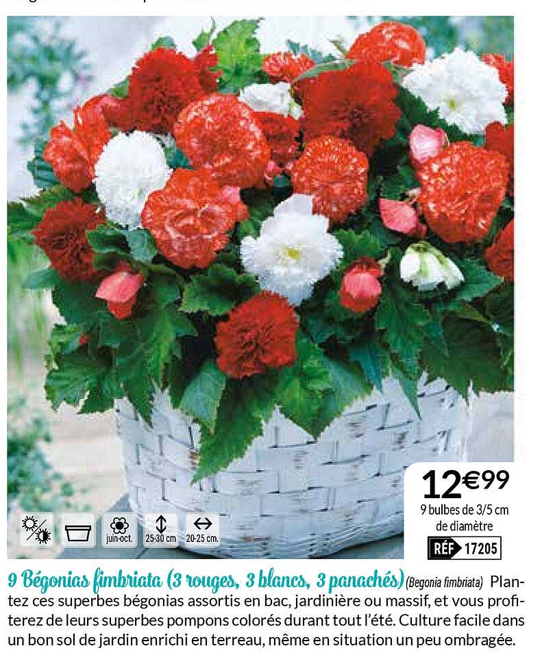 9 bégonias fimbriata (3 rouges 3 blancs 3 panaches)