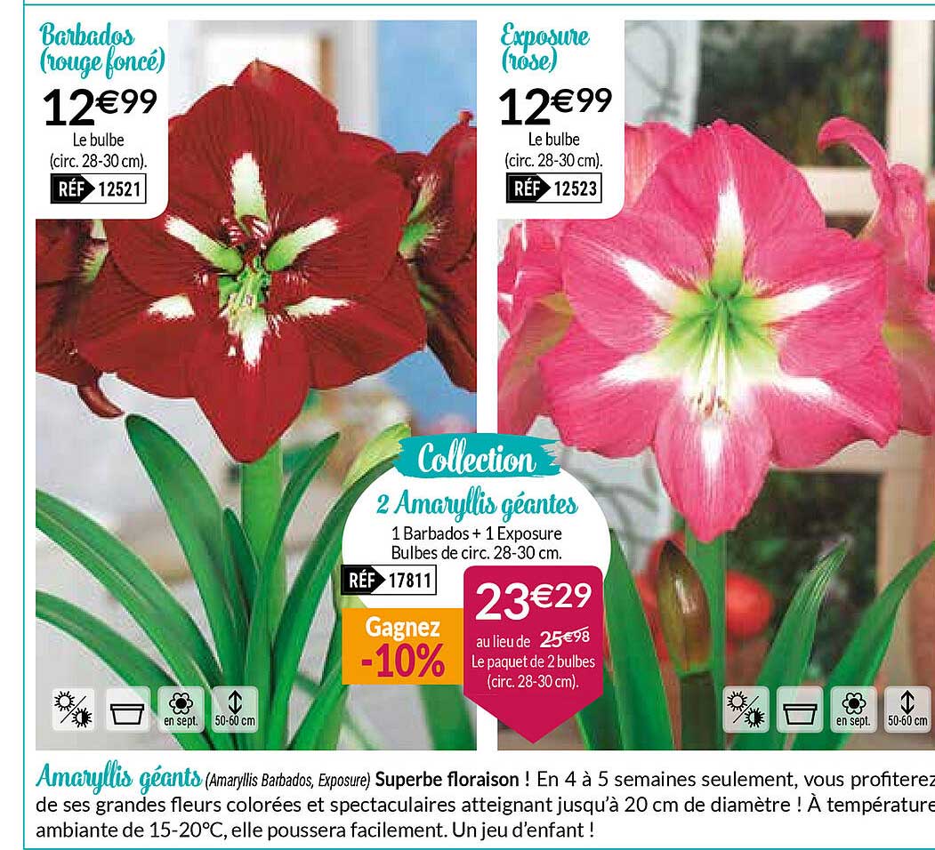 amaryllis géants