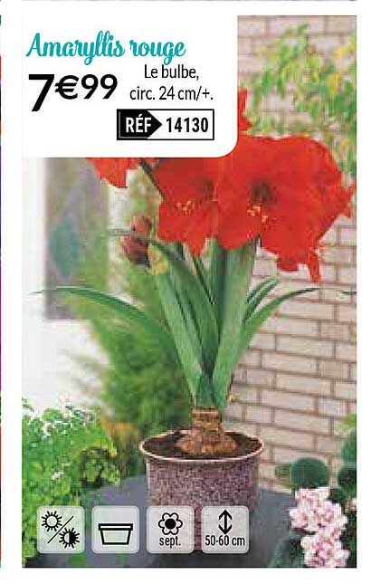 amaryllis rouge