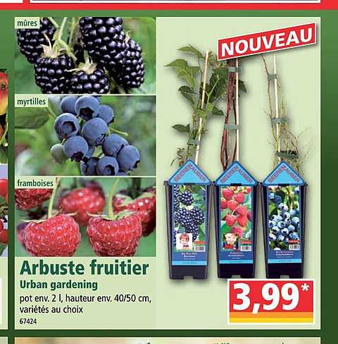 Arbuste Fruitier Urban Gardening