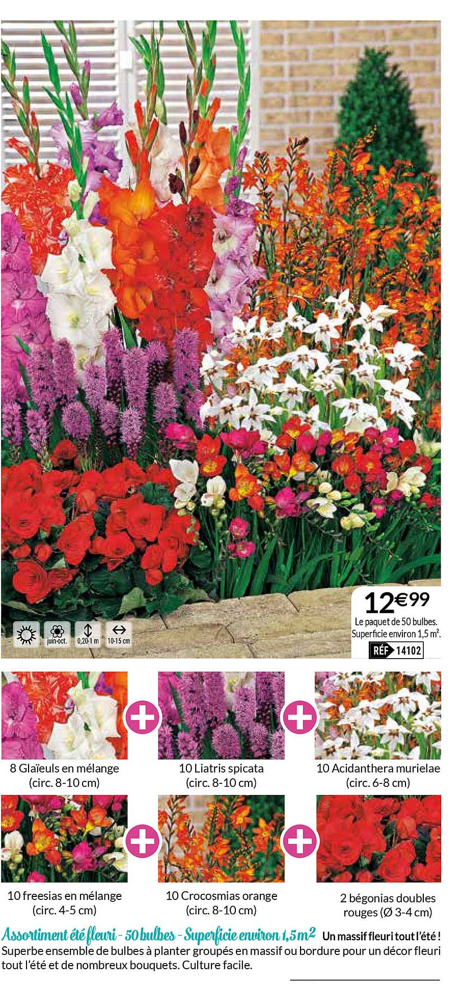 assortiment été fleuri 50 bulbes superficie environ 1.5 m2