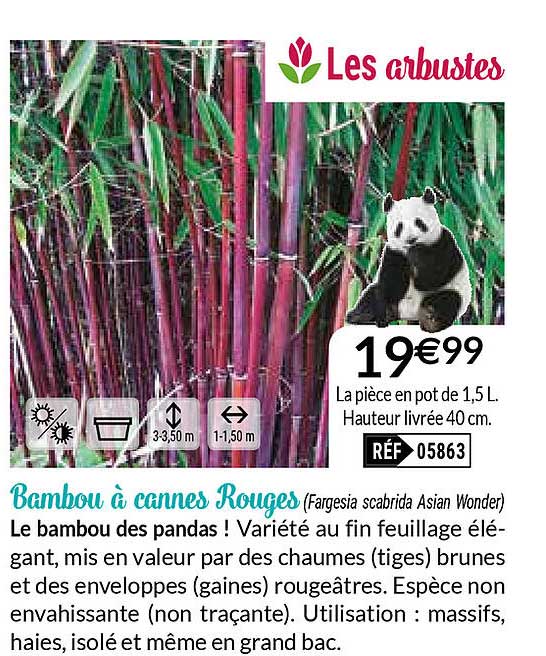 bambou à cannes rouges