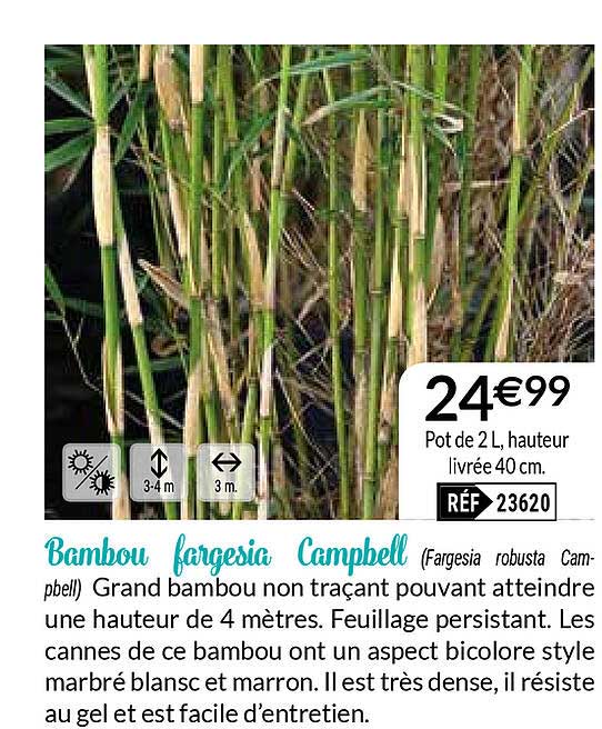 bambou fargesia campbell