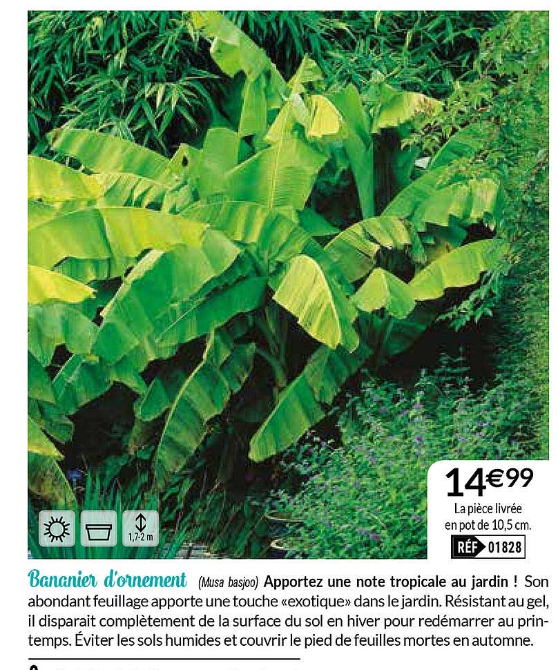bananier d'ornement