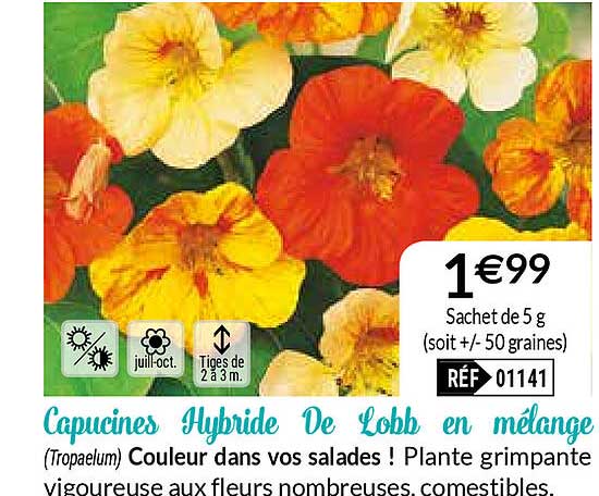 Capucines Hybride De Lobb En Mélange