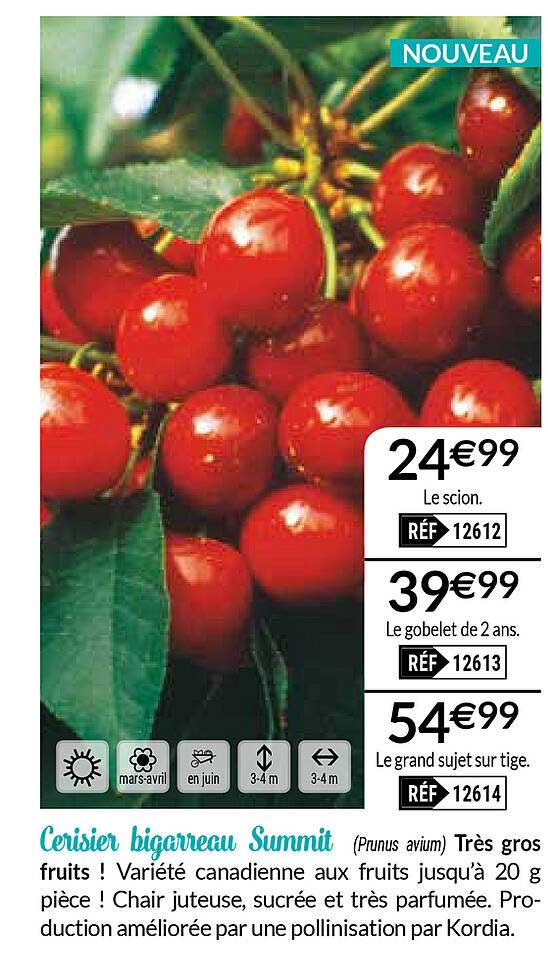 cerisier bigarreau summit